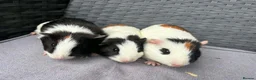 Guinea Pig rodents for sale: Sows and Trio of Boars  - Advert 26
