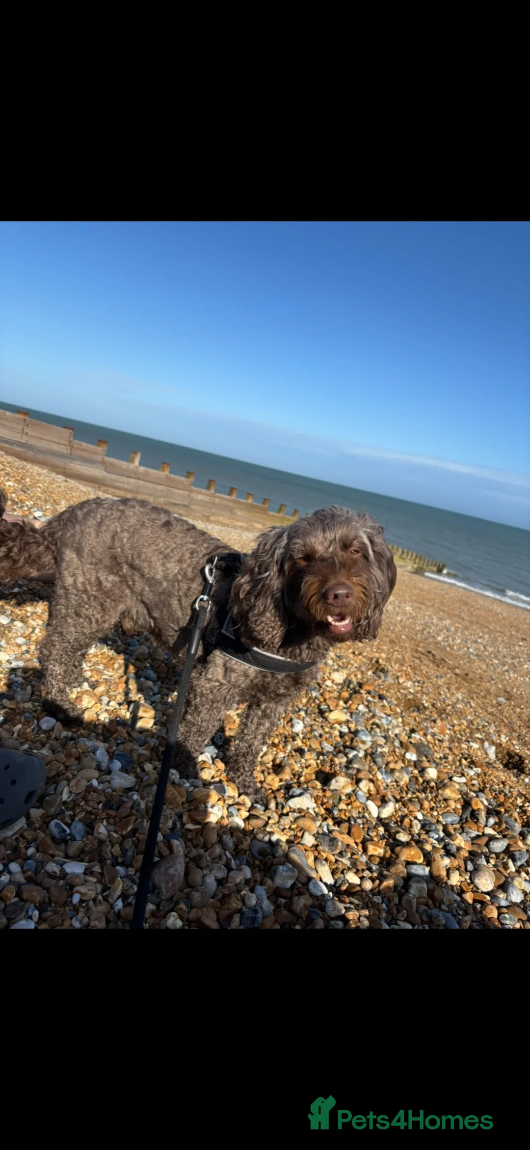 Cockapoo dogs for sale: Urgent Looking for Permanent home in Horsham - Advert 2