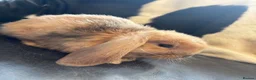 Mini Lop rabbits for sale: Beautiful pure breed mini lops😍 - Advert 6