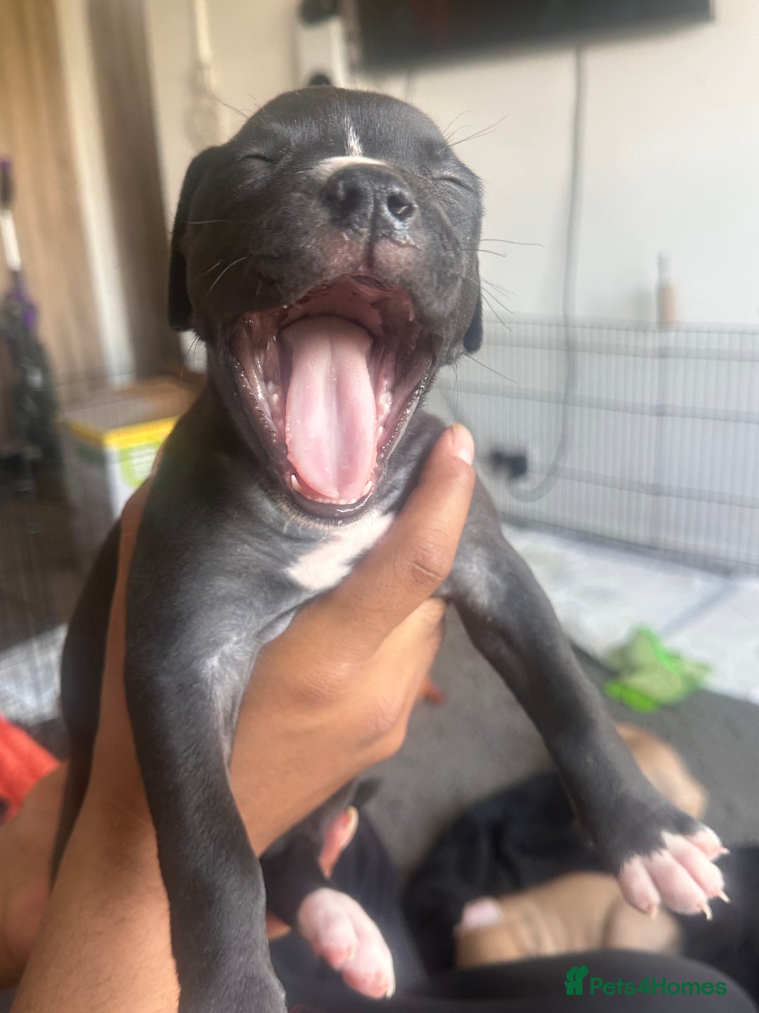 Mixed Breed dogs for sale: Pups for sale - Image 1