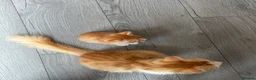 Mixed Breed cats for sale: 5 MIXED KITTENS  - Advert 10