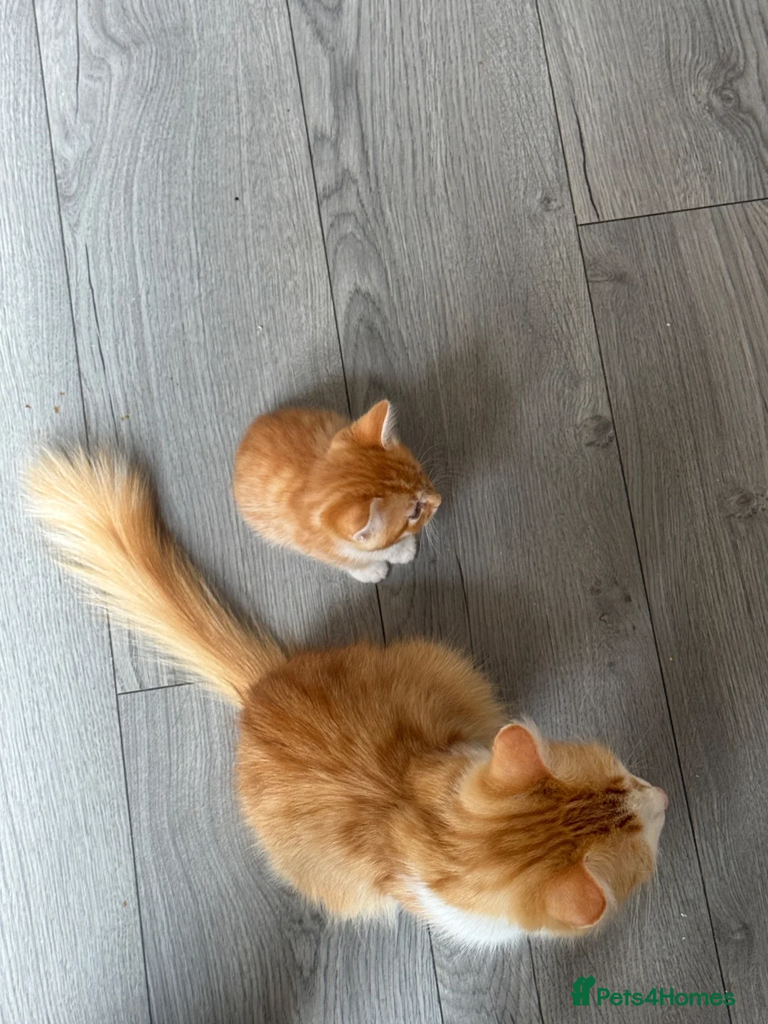 Mixed Breed cats for sale: 5 MIXED KITTENS  - Advert 10