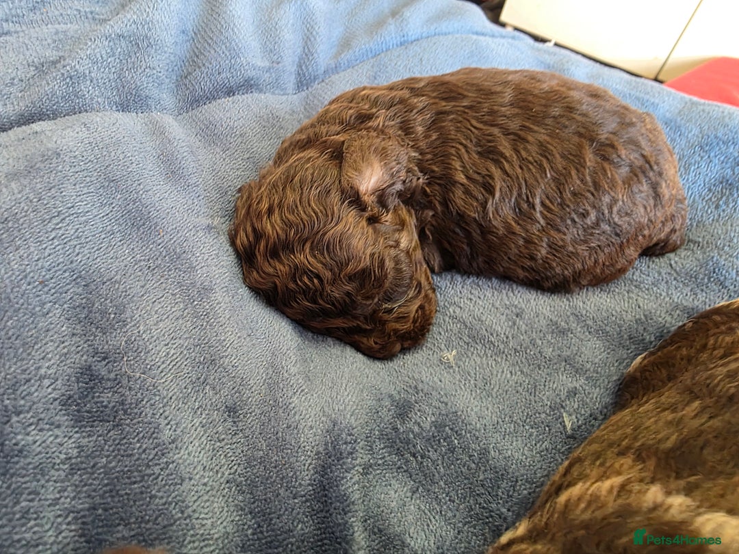 Cockapoo dogs for sale: Cockapoo puppies - Advert 26