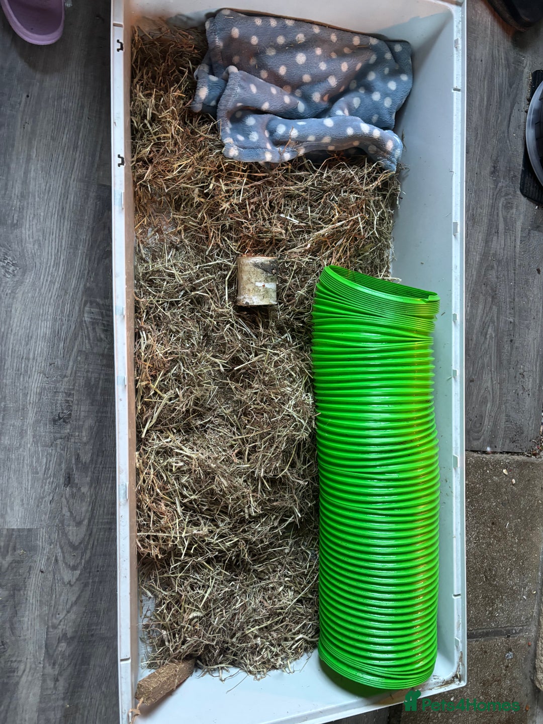 Netherland Dwarf rabbits for sale: Female and male Netherland dwarf  - Advert 9