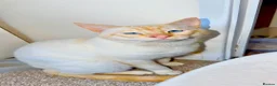 Siamese cats for sale: Siameses  - Advert 3