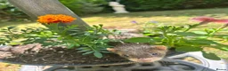 Ferret rodents for sale: Baby Ferret - Advert 3