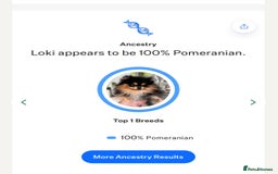Pomeranian dogs for sale: Tiny beautiful pom girls  - Image 12