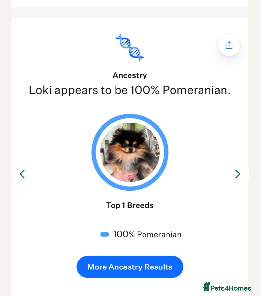 Pomeranian dogs for sale: Tiny beautiful pom girls  - Image 12