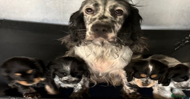 Cocker Spaniel dogs - Advert 6