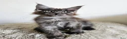 Maine Coon cats for sale: Beautiful Maine Coon kittens  - Advert 11