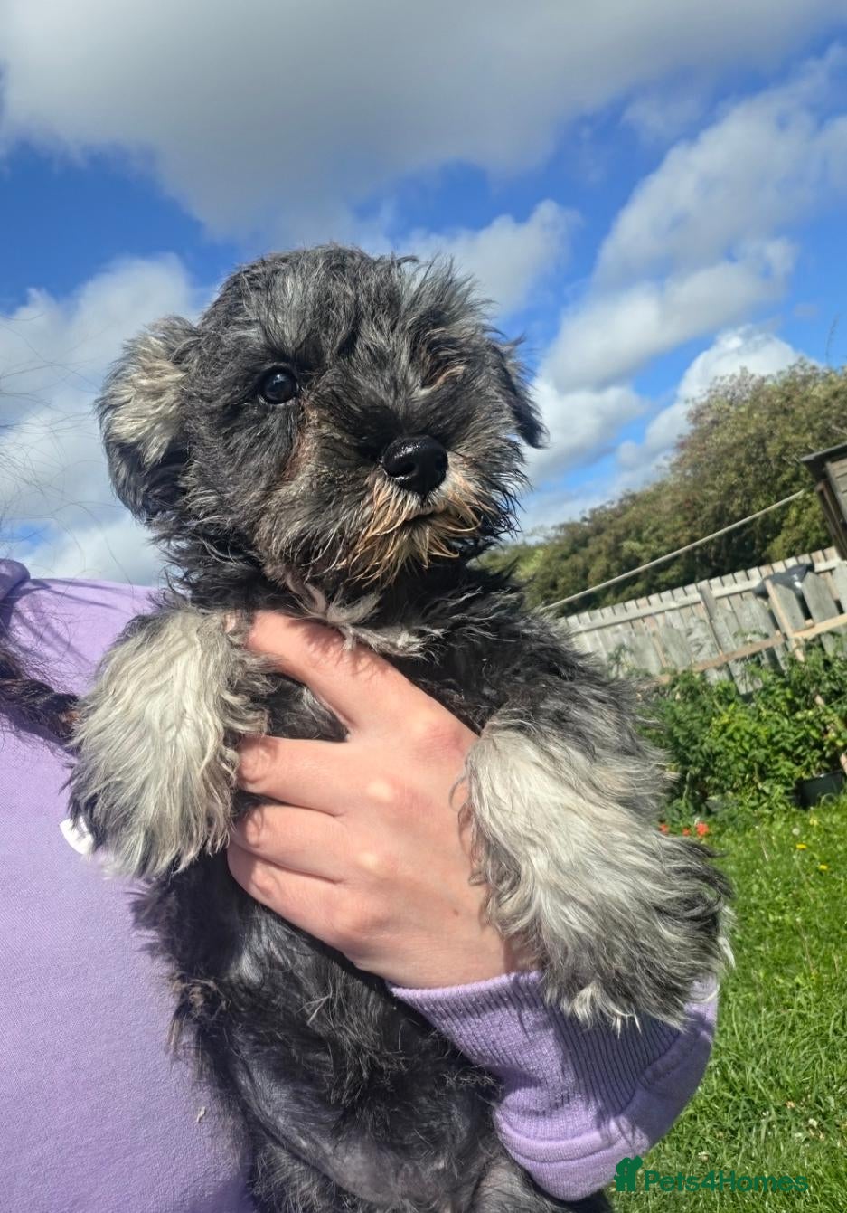 Miniature Schnauzer dogs 🐾❤️ Stunning Miniature Schnauzer Puppies 🐾❤️ - Advert 2