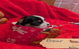 Biewer Terrier dogs for sale: Adorable Purebred Biewers  - Image 9