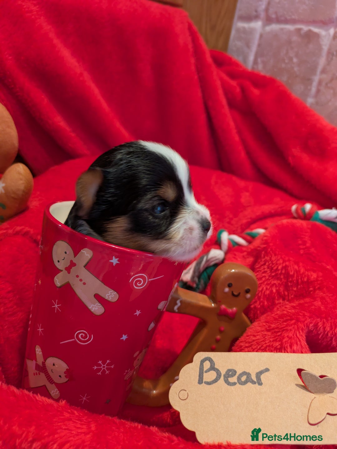 Biewer Terrier dogs for sale: Adorable Purebred Biewers  - Image 9