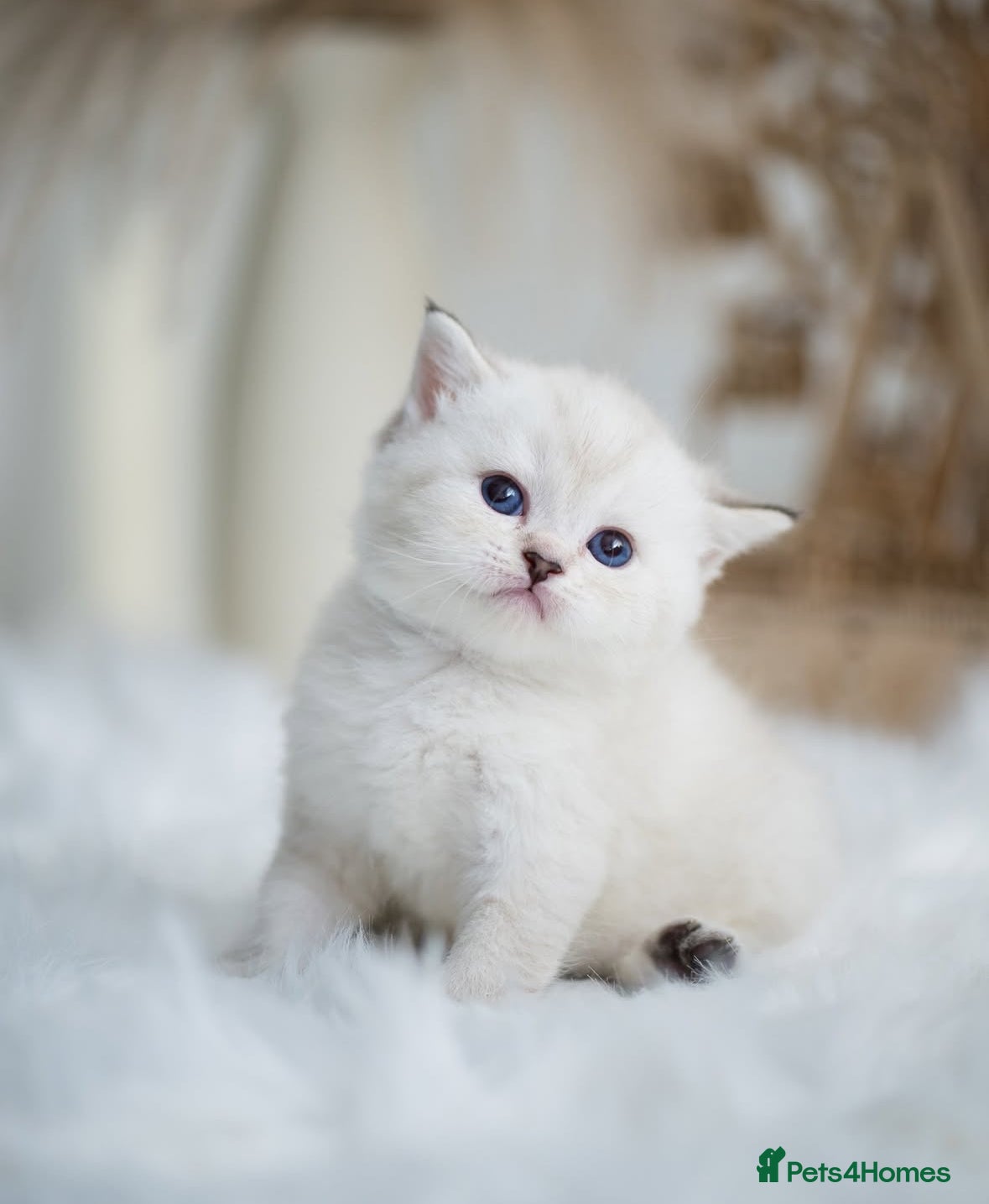 British Shorthair cats Beautiful colourpoint British shorthair kittens - Advert 18