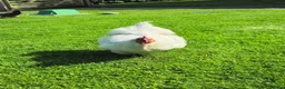 Chickens poultry for sale: Lavender chickens  - Advert 2