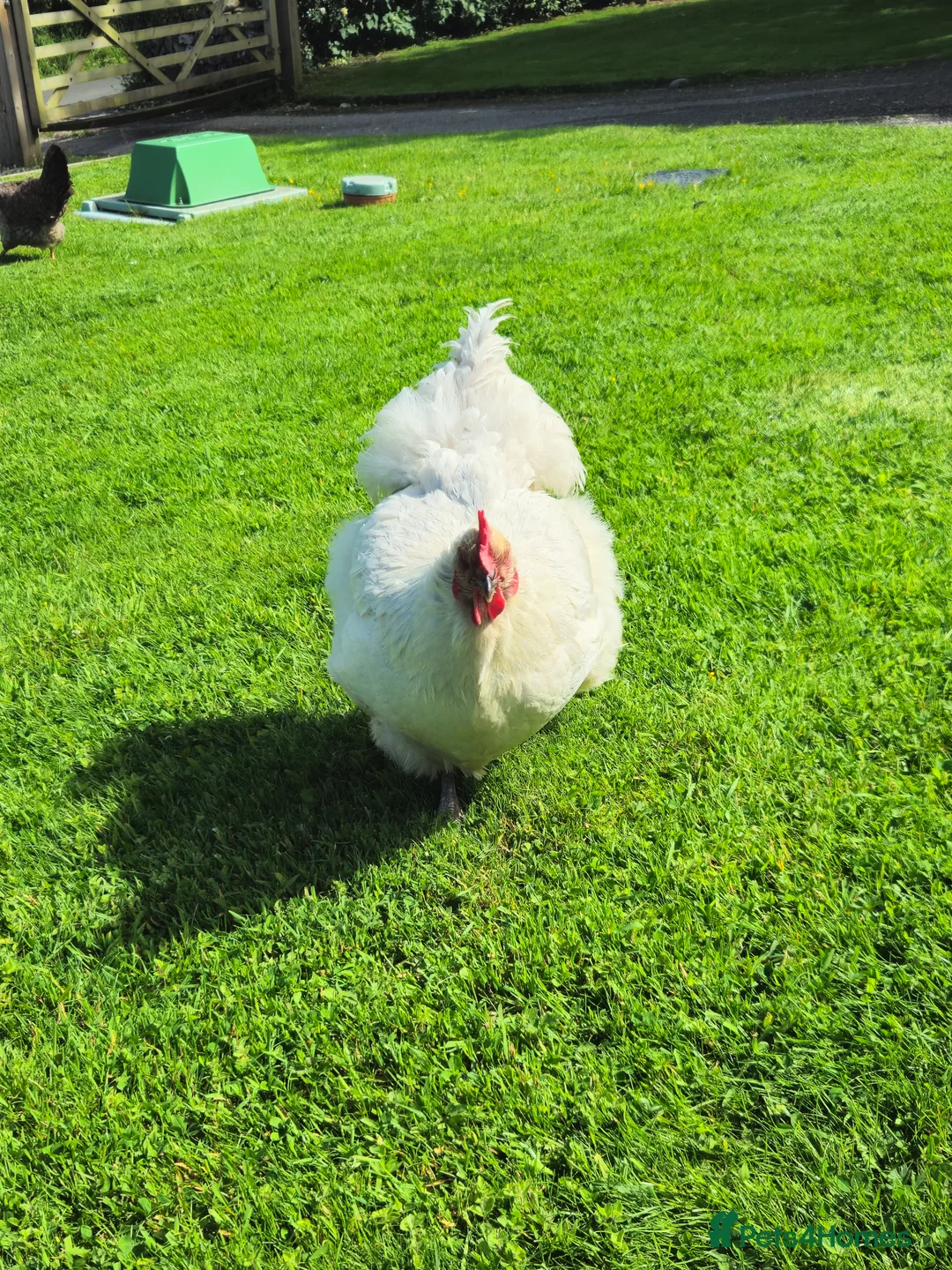 Chickens poultry for sale: Lavender chickens  - Advert 2