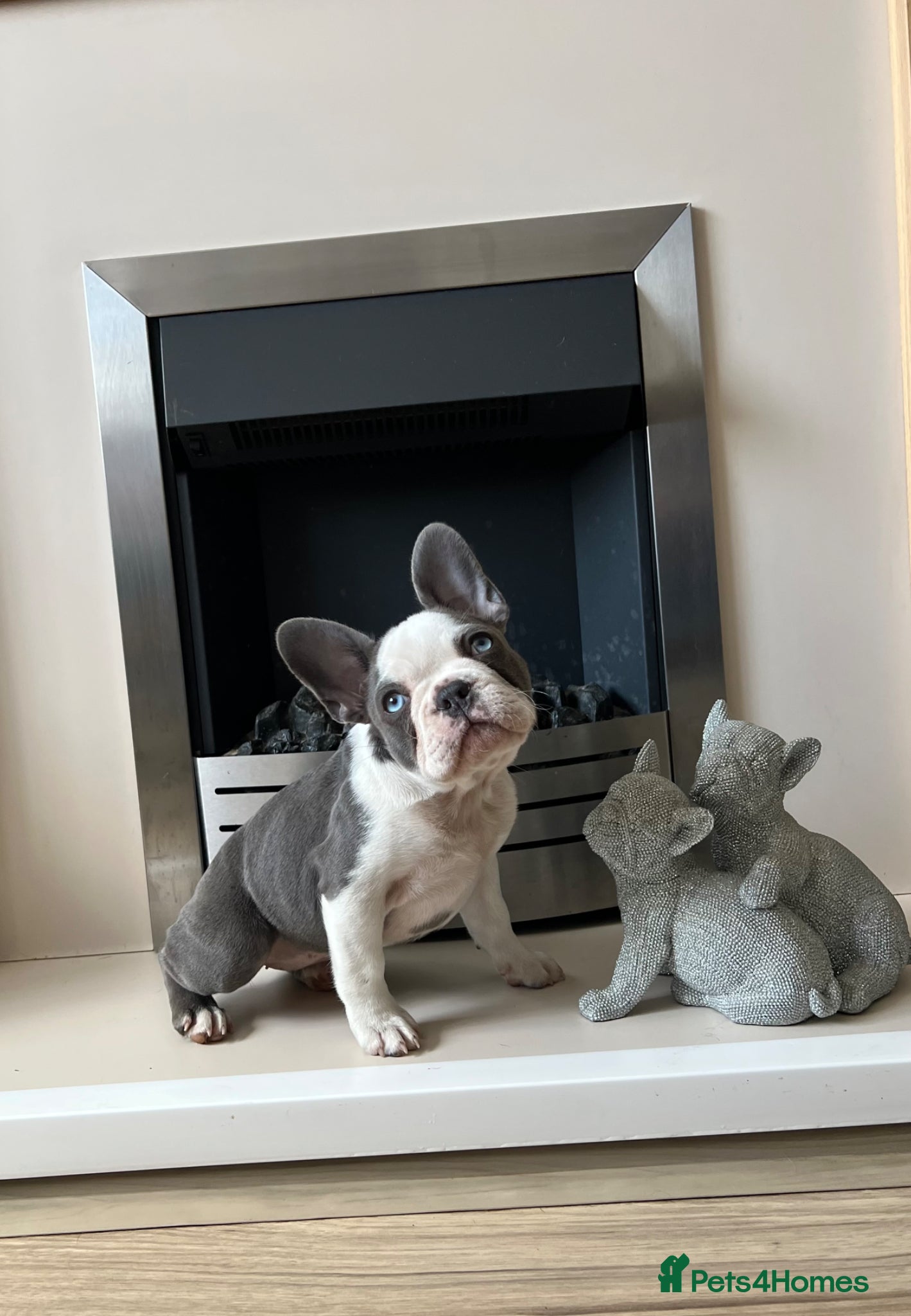 French Bulldog dogs KC Registered French Bulldog Puppies Ready - Advert 7