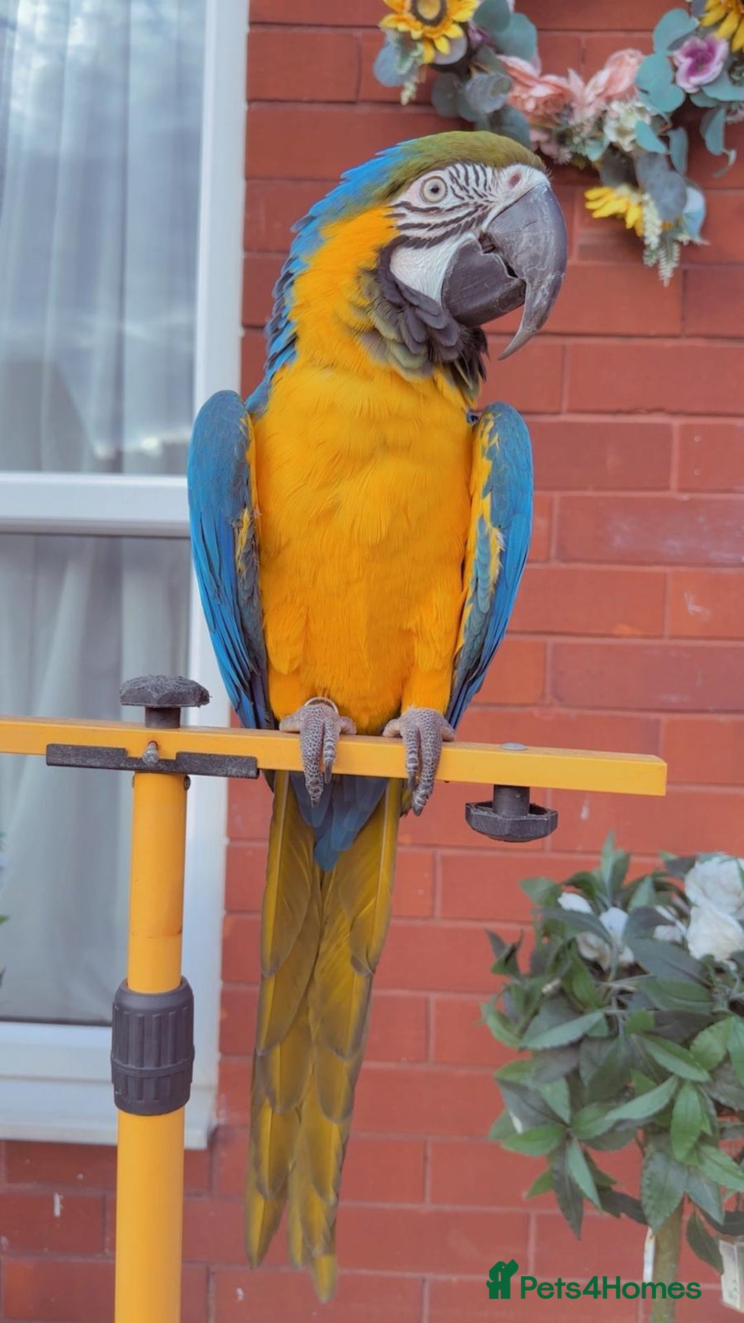 Macaws birds for sale: Blue and gold macaw 5 years old  - Image 3