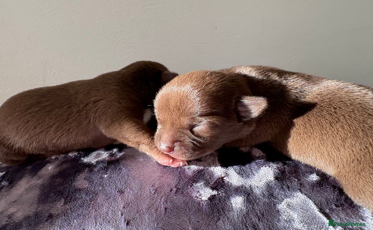 Chihuahua dogs - Advert 13