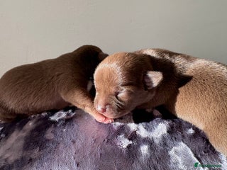 Chihuahua dogs - Advert 25