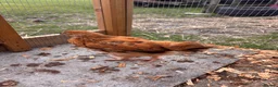 Mixed Breed poultry for sale: Chicks mixed farm breed & Silkies - Advert 3