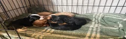 Cavalier King Charles Spaniel dogs for sale: Fully health tested cavalier King Charles puppys - Advert 8