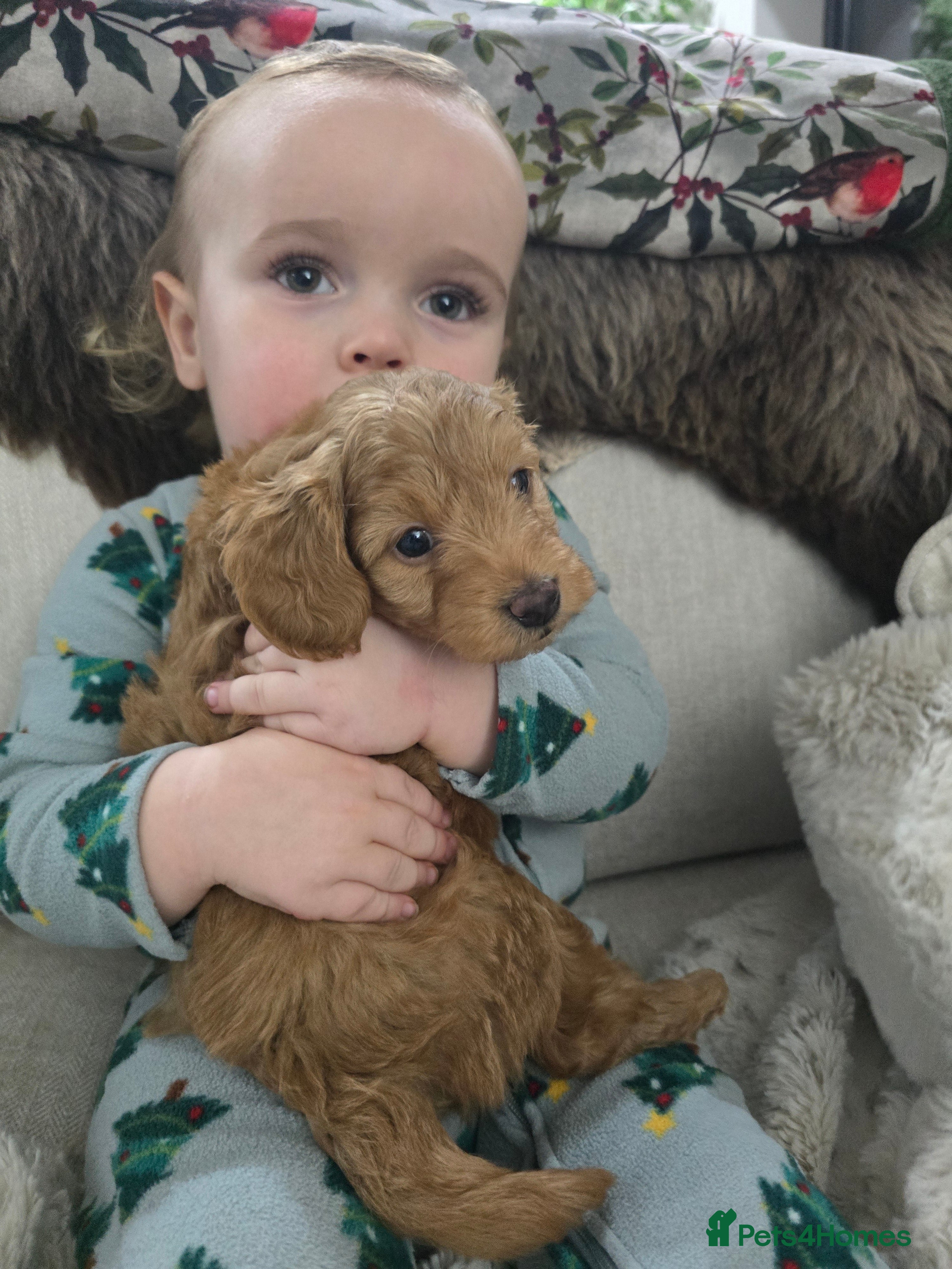 Cockapoo dogs  Toy cockerpoo health tested licensed Breeder  - Advert 9