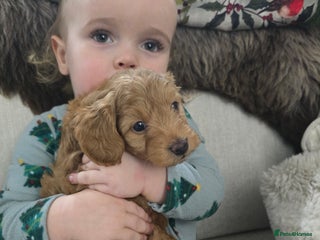 Cockapoo dogs Toy cockerpoo health tested licensed Breeder - Advert 9