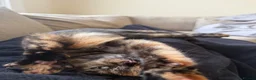 Mixed Breed cats for sale: Mixed breed - Advert 3