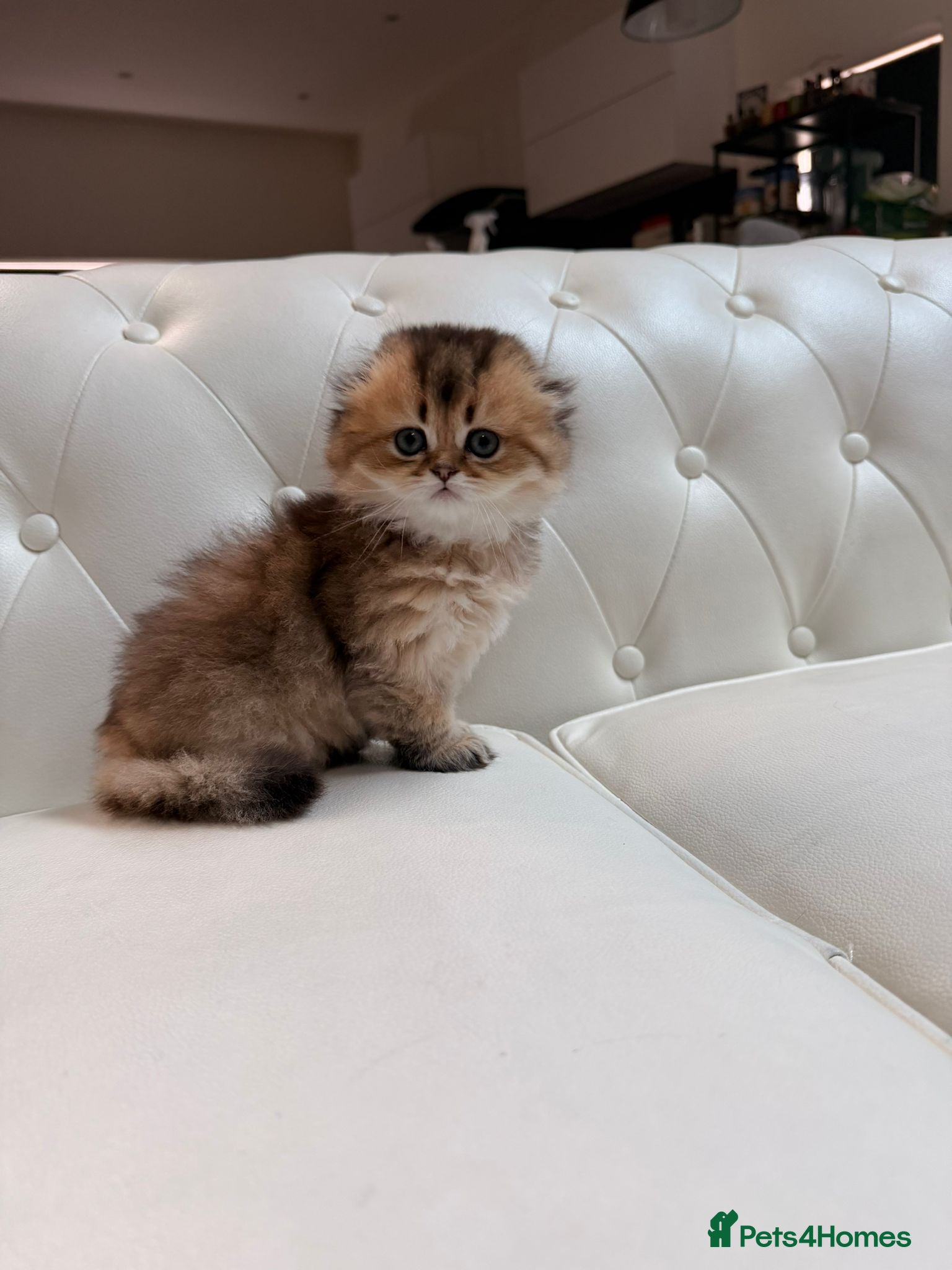 Scottish Fold cats Golden Scottish Fold Kittens – 2 Boys & 2 Girls - Advert 2