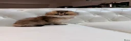 Scottish Fold cats for sale: Golden Scottish Fold Kittens – 2 Boys & 2 Girls - Advert 2