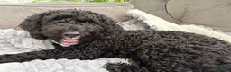 Cavapoo dogs for sale: 7 month old Cavapoo for sale  in Thornton-Cleveleys - Advert 2