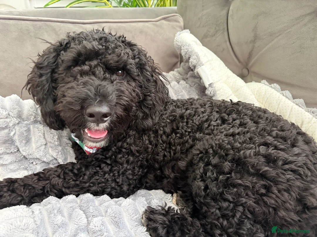 Cavapoo dogs for sale: 7 month old Cavapoo for sale  in Thornton-Cleveleys - Advert 2