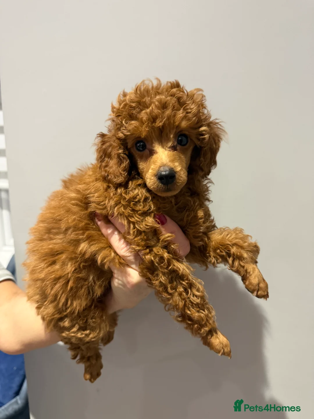 Toy Poodle dogs for sale: KC Reg Toy Poodles  - Advert 3