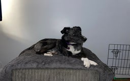 Mixed Breed dogs for sale: Border collie/Cocker Spaniel  - Image 29