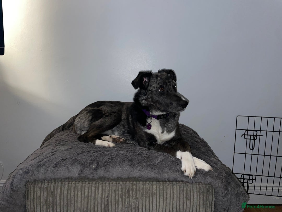 Mixed Breed dogs for sale: Border collie/Cocker Spaniel  - Image 29