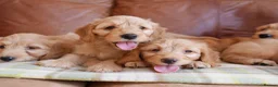 Goldendoodle dogs for sale: Quality Health Tested Miniature Goldendoodles - Advert 8