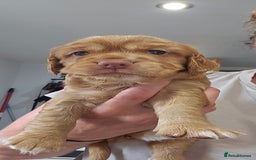 Cocker Spaniel dogs for sale: Beautiful Working Cocker Spaniel Puppies  - Image 4