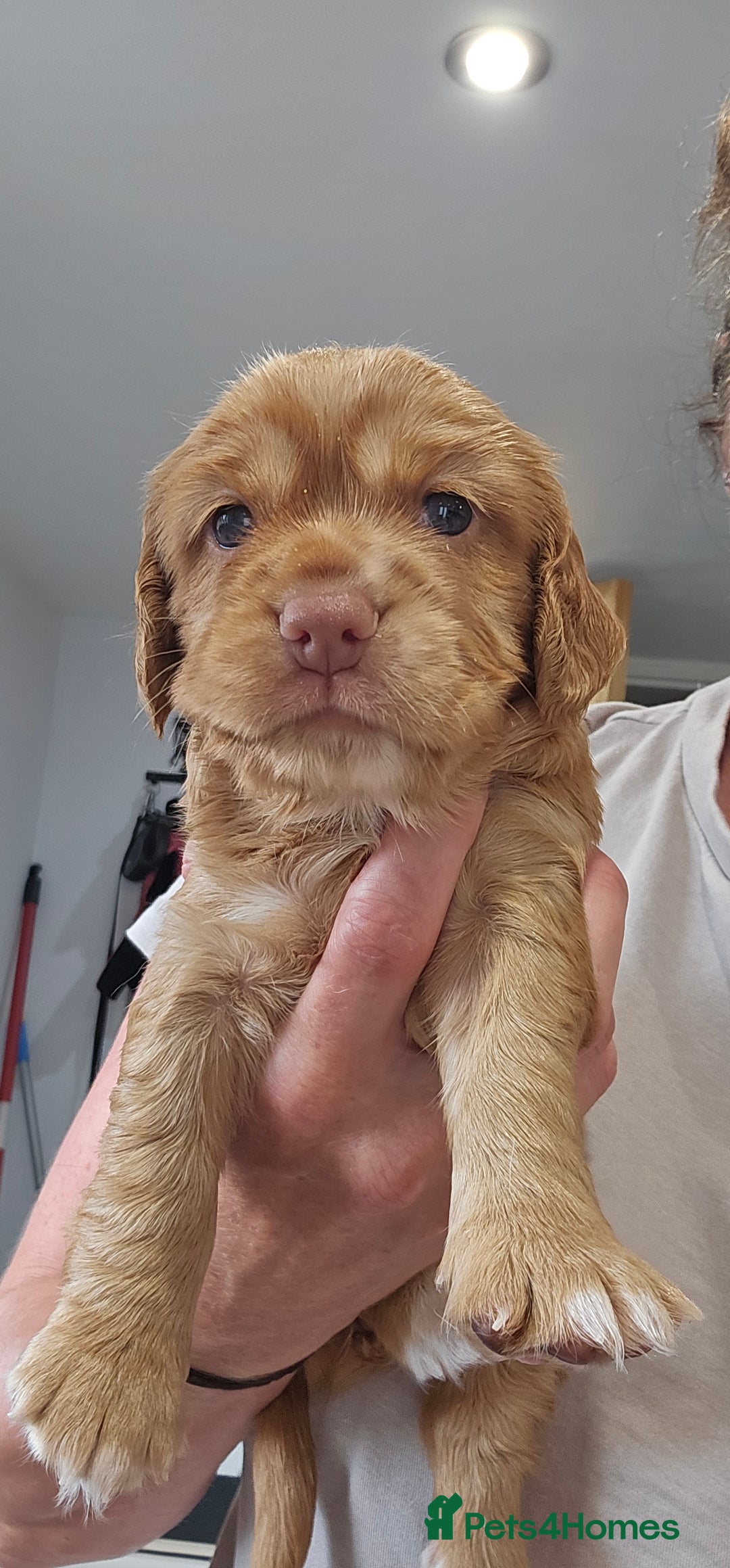 Cocker Spaniel dogs for sale: Beautiful Working Cocker Spaniel Puppies  - Image 4
