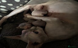 Sphynx cats for sale: Boy and girl syphnx  - Image 20