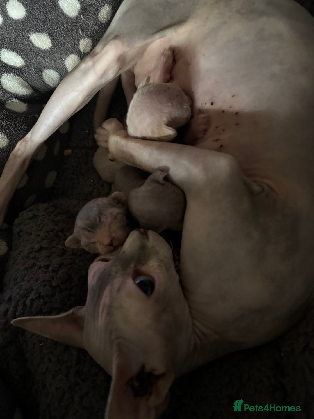 Sphynx cats for sale: Boy and girl syphnx  - Image 20