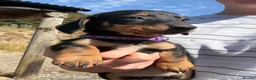 Mixed Breed dogs for sale: Dachshund X border collie - Advert 10