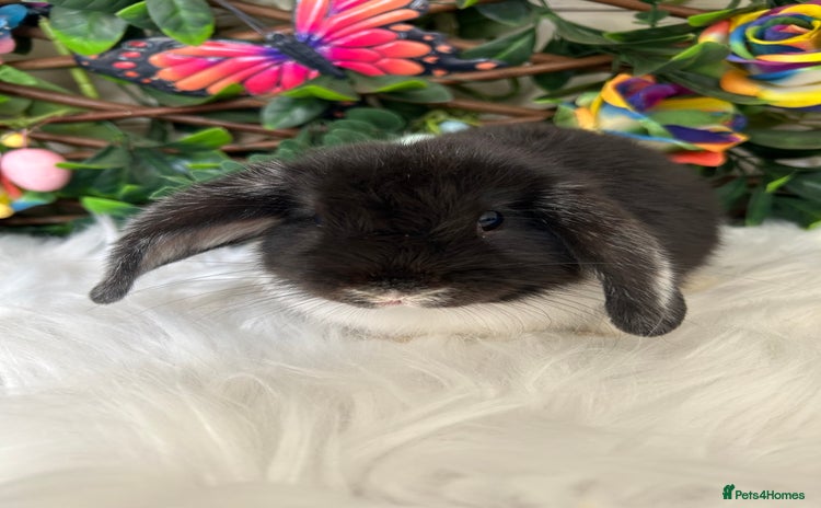 Mini Lop rabbits - Advert 1