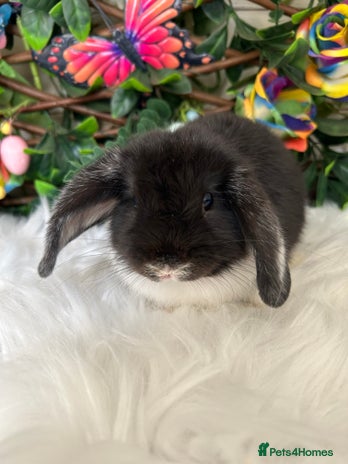 Mini Lop rabbits - Advert 9