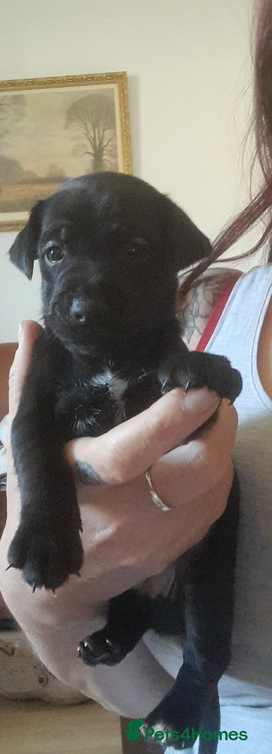 Mixed Breed dogs for sale: Stunning litter of lakeland Cross  - Advert 2