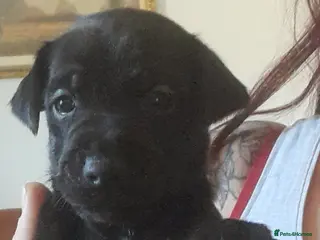 Mixed Breed dogs Stunning litter of lakeland Cross - Advert 22