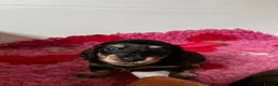 Miniature Dachshund dogs for sale: Brothers & sisters  to Crufts Best Puppy Dog 2025 - Advert 11