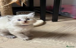 Ragdoll cats for sale: 🐾 Ragdoll kittens - ONE MALE TWO FEMALE LEFT 🐾 - Image 22