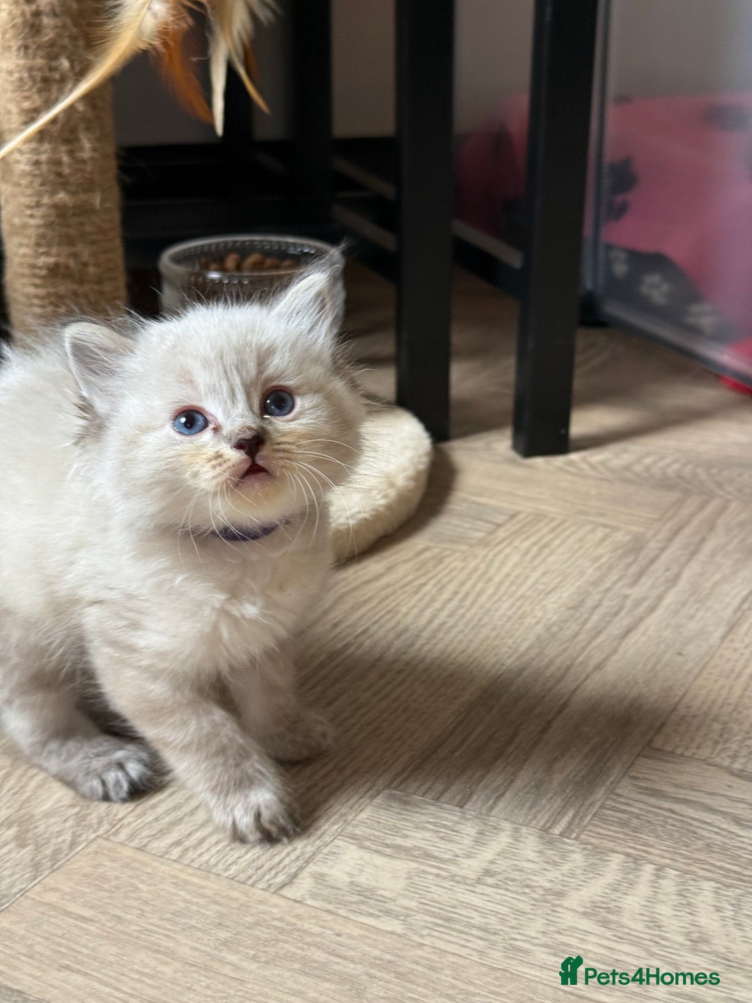 Ragdoll cats for sale: 🐾 Ragdoll kittens - ONE MALE TWO FEMALE LEFT 🐾 - Image 22
