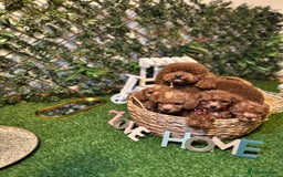 Toy Poodle dogs for sale: Adorable Toy Poodle Puppies  - Image 28